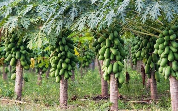 Hybrid%20Red%20Lady%20Papaya%20Seeds%2010%20pieces%20-%20Image%204