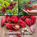 35 pieces of seeds - Chukai or Chukur or Mesta or Sour fruit (Hilfa in Sylhet), which is Rosella in English, Rosella fruit.. 