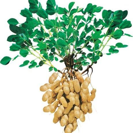 Pea-nuts%20Fresh%20Natural%20%20Premium%20Quality%20(China%20Badam)%20500g%20-%20Image%204