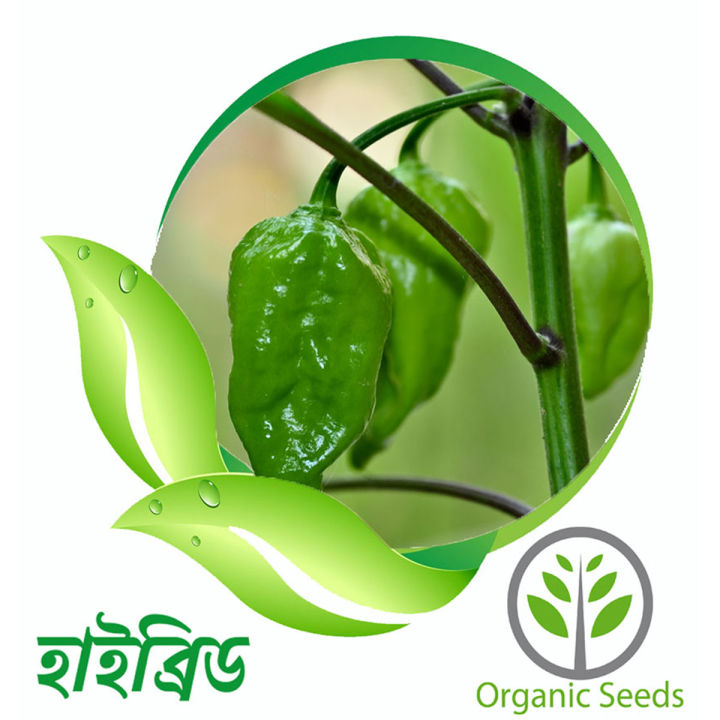 Naga Chili Seeds 12pcs - Green | Daraz.com.bd