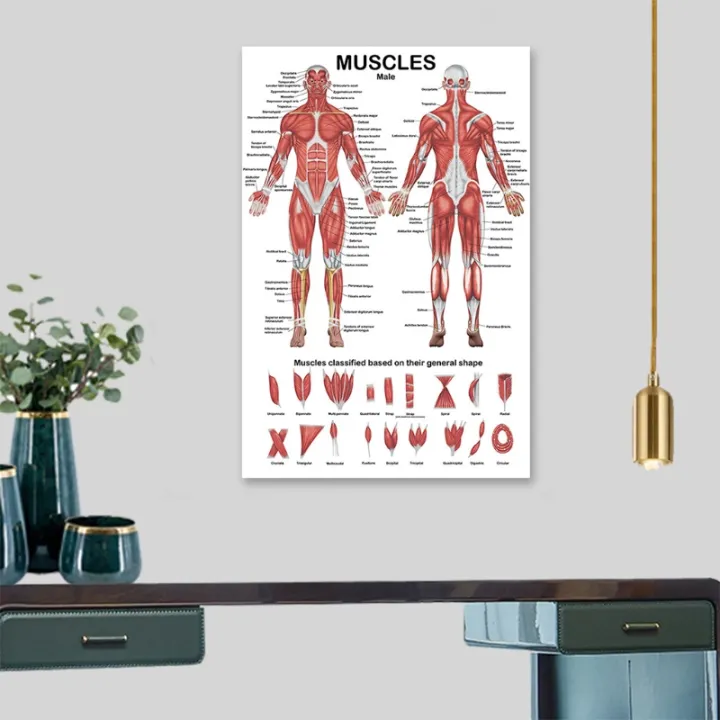 Professional%20Human%20Muscular%20System%20Anatomical%20Chart%20Human%20Muscle%20Anatomy%20Poster%20for%20Education%20Lecture%2019.69''%20x%2027.56''%20-%20Image%206