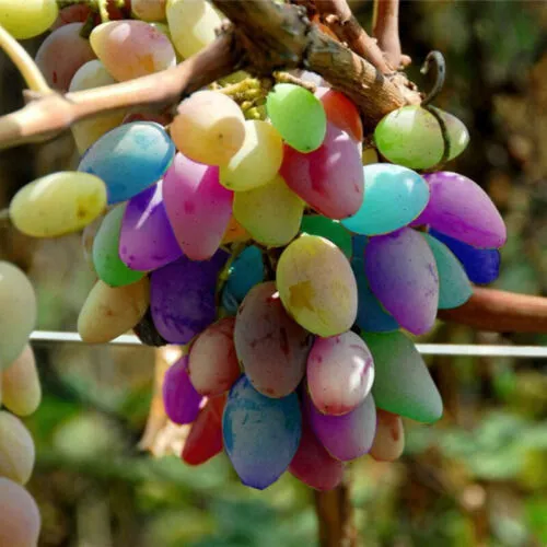 Rare%20Mix%20Multi%20Colour%20Grape%20Seeds%20-20%20Pcs%20Seeds%20-%20Image%203