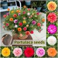 Thai Mix Color  Moss Rose Portulaca Flower Seeds 55+ Seeds All Season. 