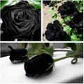 Black Rose Flowers seeds 8pics + Gift. 