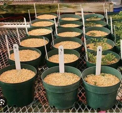 Natural%20Rice%20Husk%201%20kg%20Pure%20and%20Organic%20Husk%20for%20Manure%20and%20Fertilizer%20Rice%20Hulls%20for%20Plants%20and%20Gardening%20Rice%20Paddy%20Husk/Hulls%20for%20Plants%20Grow%20-%20Image%205