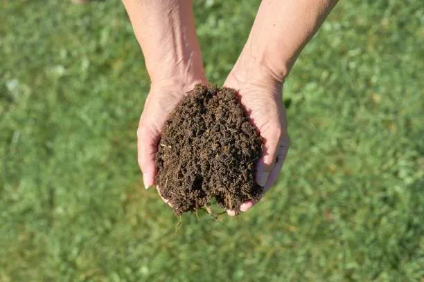 Vermicompost%20/Kecho%20Sar%20Organic%20Compost%20fertilizer%20for%20Plants%20Plant%20food%20%20pack%20-%20Image%203