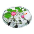 5Pcs/Pack Bowl lotus Bonsai Pot Lotus Water Lily plant Bonsai Garden.