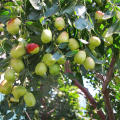 5 Pcs Jujube Seeds Real Exotic Fruit Jujube Seeds Bonsai Natural Healthy Delicious Organic Beautiful Easy Grow Perennial Plant. 