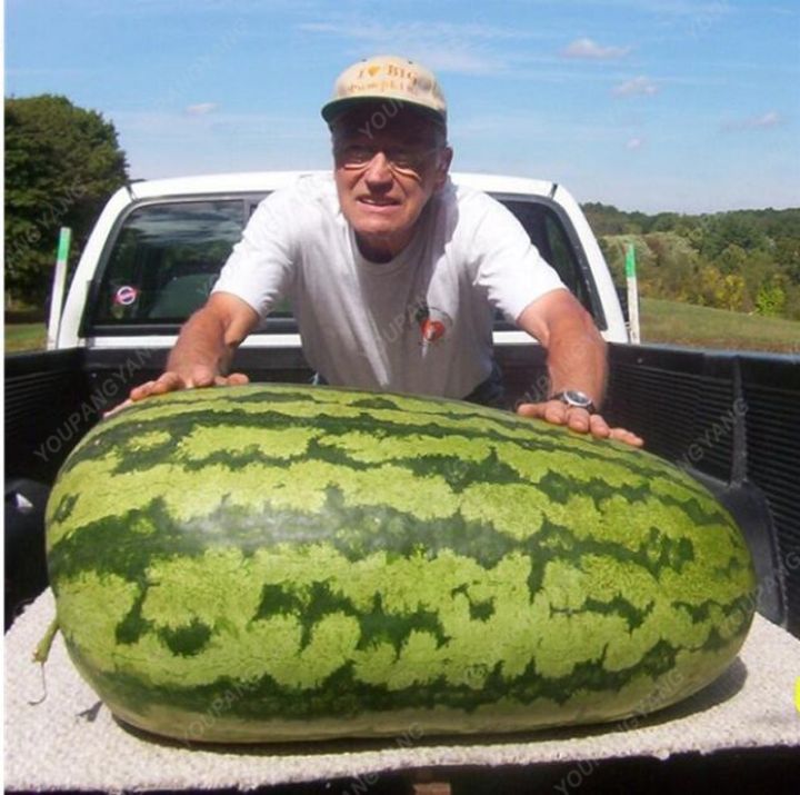 Red%20Color%20Lazy%20Melon%20King%20Watermelon%20Bonsai%20%20Meat%20Garden%20Balcony%20Potted%20Vegetables%2010Pcs%20seeds%20-%20Image%202