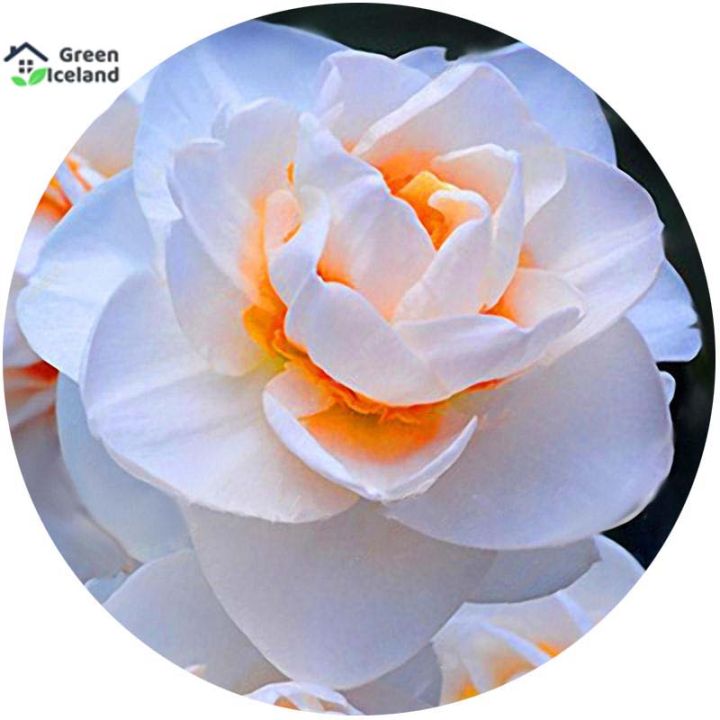 20%20Pcs%20Natural%20Daffodil%20Flower%20Seeds%20%20-%2020%20Pcs%20Seeds%20-%20Image%203