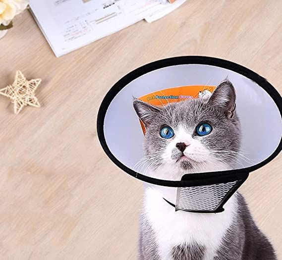 Elizabethan%20E-Collars%20For%20Cats%20Size%20No-6%20-%20Image%204