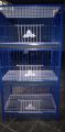 Nut System Folding Pigeon Cage – Durable 13no. Wire with Plastic Coating, China Model, Spacious 24"×18"×14" Size | Easy Assembly & Storage | Bird & Pet Supplies (2025).