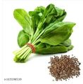 Palak Seeds Kitchen Garden Spinach Vegetable Seeds(Pack Of 100 Seeds).
