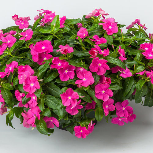 Morning%20Glory%20Seeds%20Japanese%20Rosita%20Morning%20Glory%20-%2015%20Pcs%20Seeds%20-%20Image%205