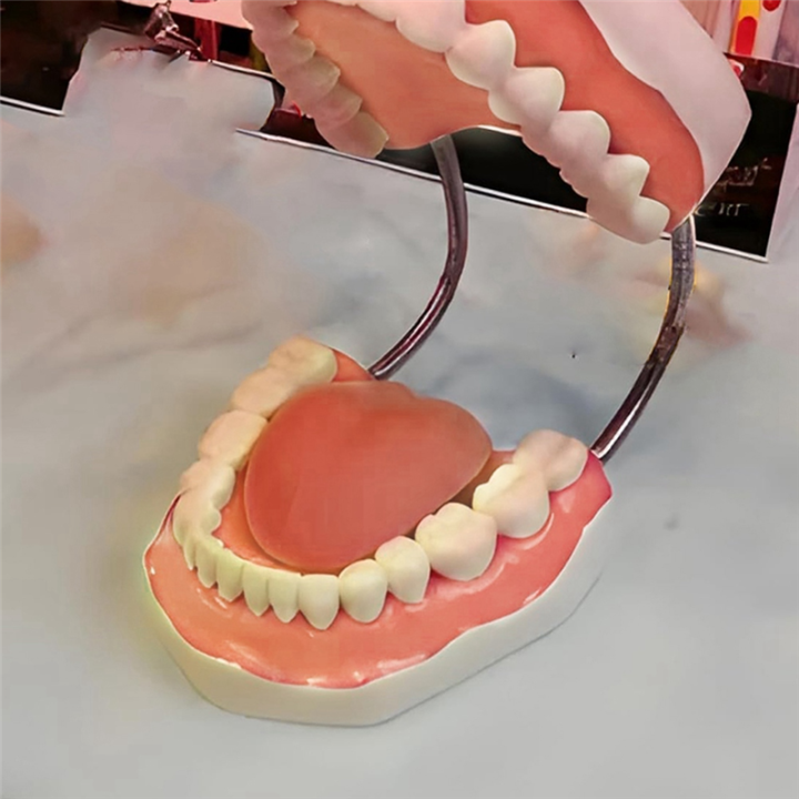 Teeth%20Mouth%20Model%206X%20Enlarged%20with%20Metal%20Hinge,%20Complete%20Set%20Teeth%20and%20Removable%20Tongue,%20PVC%20Speech%20Therapy%20Tool,%20Durable%20Fine%20Workmanship%20-%20Image%204