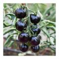 All Season Black Cherry Tomato Seeds - 20 Pcs SeedS.