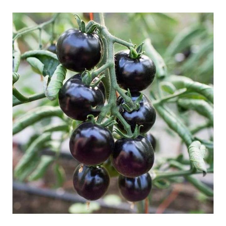 All Season Black Cherry Tomato Seeds - 20 Pcs SeedS