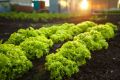 All season Lettuce leaf seed 40pice + gift. 