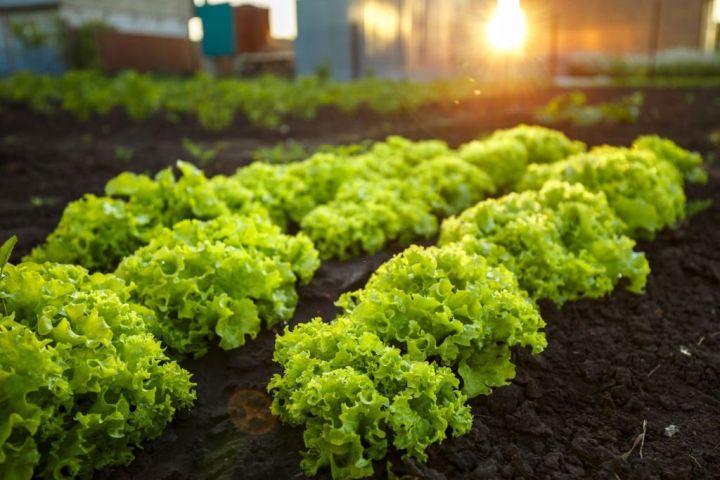 All%20season%20Lettuce%20leaf%20seed%2040pice%20+%20gift%20-%20Image%204
