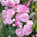 Global Rare Clambing Mary Rose Flower Seeds - 30+ Seeds. 
