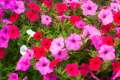 petunia flower seeds 30 pis + gift (all season). 