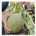 Rock Melon Seeds 10 Pcs (সাম্মাম ফল ) - Rock/musk Melon Biz - রক মেলন বীজ.