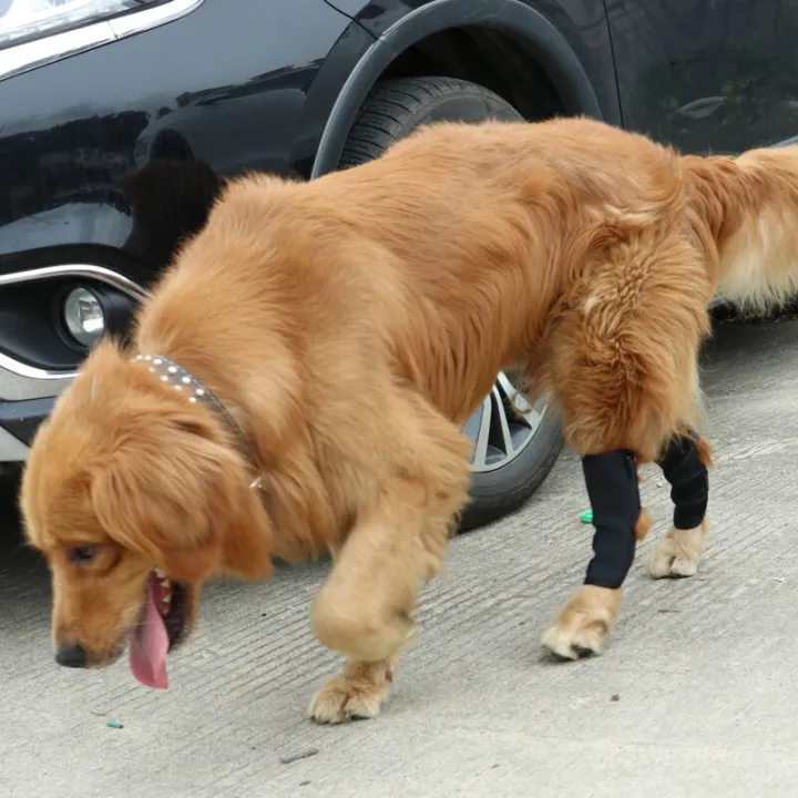 Pet%20Legguard%20Knee%20Pad%20Cover%20Protective%20Cover%20Teddy%20Dog%20Surgical%20Injury%20Fixed%20Dog%20Feet%20Golden%20Retriever%20Large%20Dog%20Leg%20Protector%20-%20Image%204