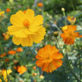 Yellow color 15+ Pice Kosmos Flower Hybrid Seeds.