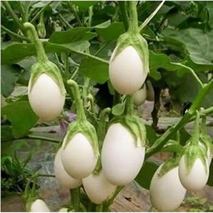 White Mini Eggplant Seeds -10 pieces seeds