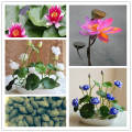 Global Water Lily Bonsai seeds- 5 Pcs (Lotus) seedS. 