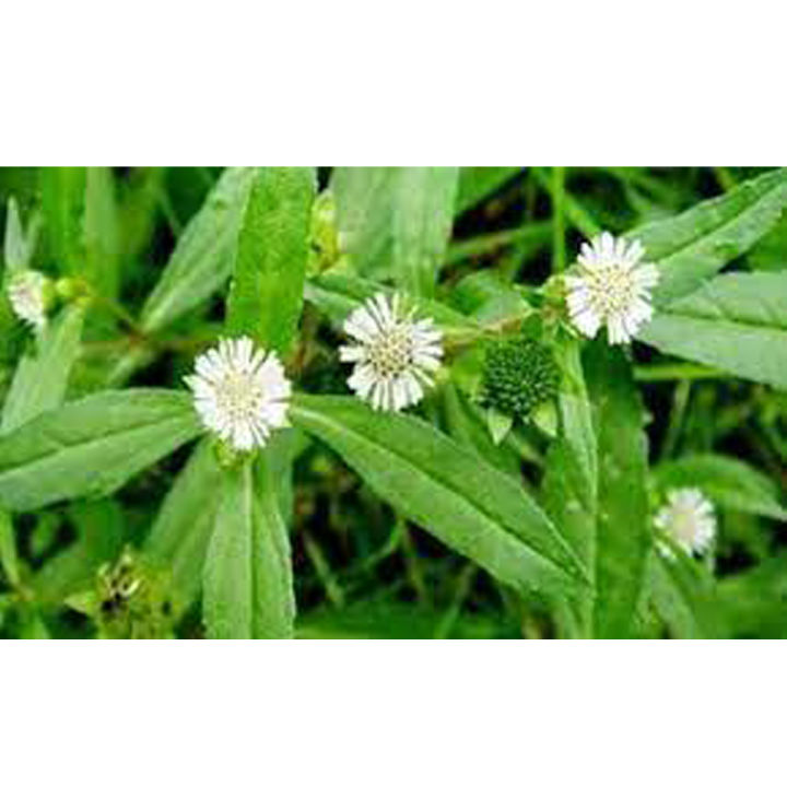 Bhringraj%20Hair%20Growth%20Powder%20100%25%20Natural%20Herbs%20100%20Gm%20Hair%20Care%20Supplement%20for%20Faster%20Hair%20Growth%20-%20Image%203