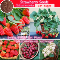 Hybrid Mixed Sweet Red Strawberry Plant Seeds - 32+Seeds. 
