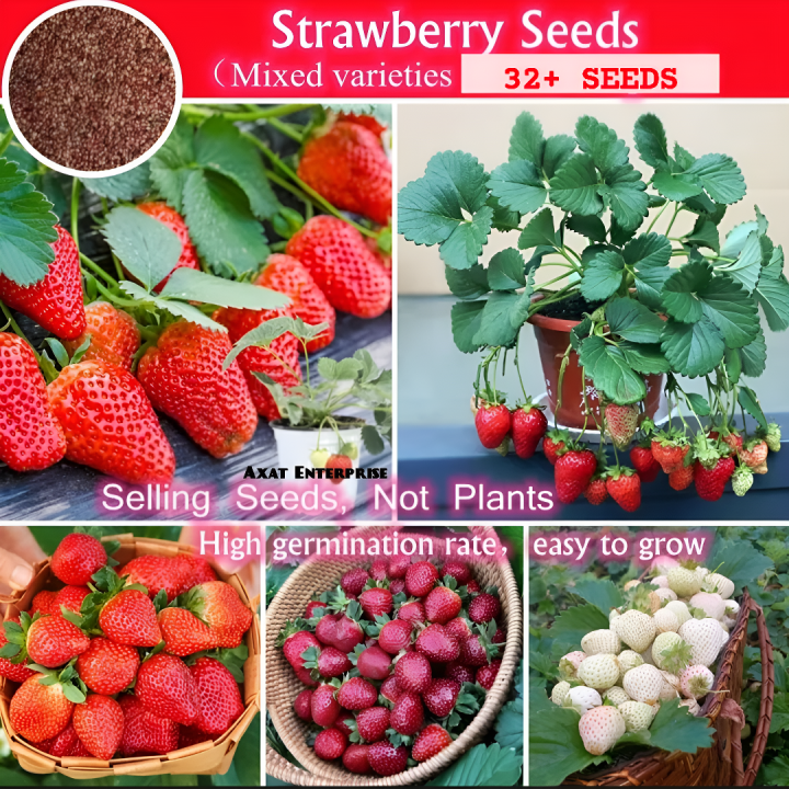 Hybrid Mixed Sweet Red Strawberry Plant Seeds - 32+Seeds