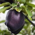 15 Pcs Black diamond apple tree Seeds.
