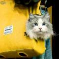 Cat Carrier Cat Outgoing Bag Carrying Handbag for Hiking Outdoor Traveling. 
