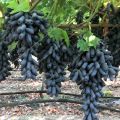 Sapphire grape bonsai rare Shine-Muscat Grape Fruit Bonsai Tree Perennial Indoor Potted Plants & seeds For Home Garden. 