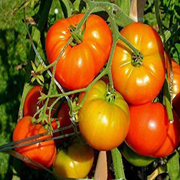 F1%20Hybrid%20Tomato%20Seeds%2020%20pcs%20-%20CityBD%20Mart%20%E0%A6%9F%E0%A6%AE%E0%A7%87%E0%A6%9F%E0%A7%8B%20%E0%A6%AC%E0%A7%80%E0%A6%9C%20-%20Image%204