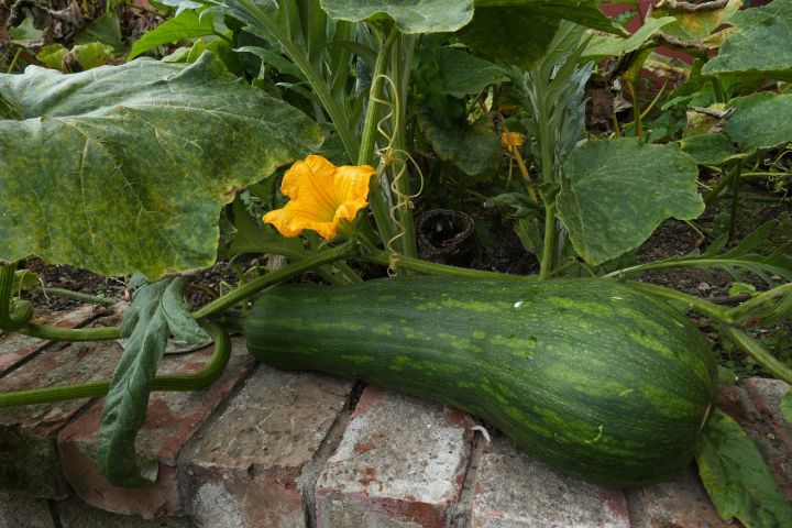 Squash%20Seed%2010%20pcs%20Hybrid%20-%20Mix%20Color%20-%20%E0%A6%B8%E0%A7%8D%E0%A6%95%E0%A7%8B%E0%A7%9F%E0%A6%BE%E0%A6%B6%20%E0%A6%AC%E0%A7%80%E0%A6%9C%20-%20Image%204