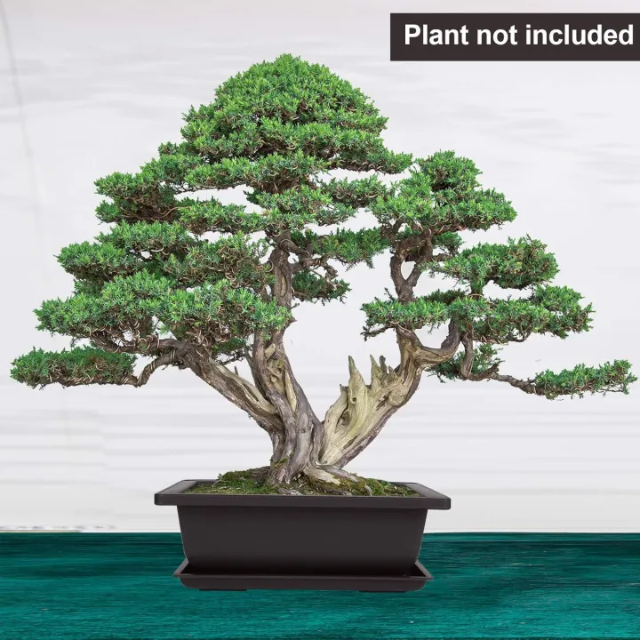 Bonsai%20flower%20pot%209%20Inchi%20with%20Tray%20-%20Image%202