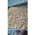 Soybean Seeds 1 Kg. 