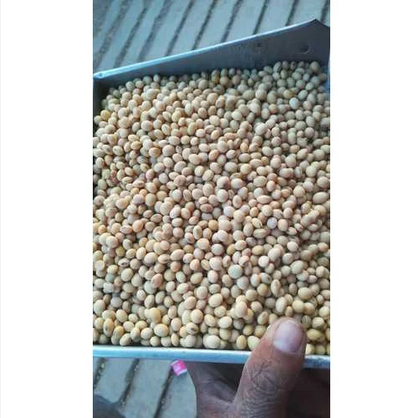 Soybean%20Seeds%201%20Kg%20-%20Image%202