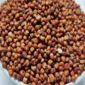 Red Bajra seed for birds - 500gm. 