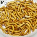 【Nice Day Toy Findings Store】（NEW）10g/50g Freeze-dried Mealworm Nutritious Protein Farm Accessories Anthill Workshop Pet Hamster Fish Bird Snack Food. 