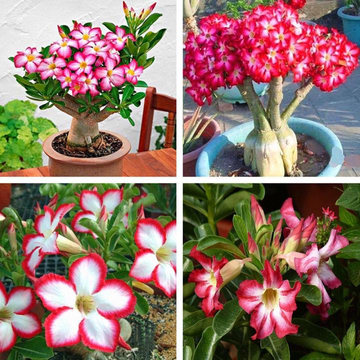 Bonsai%20Multicolor%20Single%20Petal%20Adenium%20Obseum%20Tree%20Seeds%20-%205pcs%20Seeds%20-%20Image%203