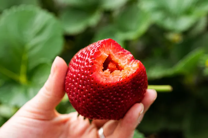 Hybrid%20Bari%20Red%20Strawberry%20-%E0%A6%B9%E0%A6%BE%E0%A6%87%E0%A6%AC%E0%A7%8D%E0%A6%B0%E0%A6%BF%E0%A6%A1%20%E0%A6%B8%E0%A7%8D%E0%A6%9F%E0%A7%8D%E0%A6%B0%E0%A6%AC%E0%A7%87%E0%A6%B0%E0%A6%BF%20Imported%20Global%20Seeds%20-%2025%20Pcs%20Seeds%20Hybrid%20China%20/seeds/seed/bij%20-%20Image%203