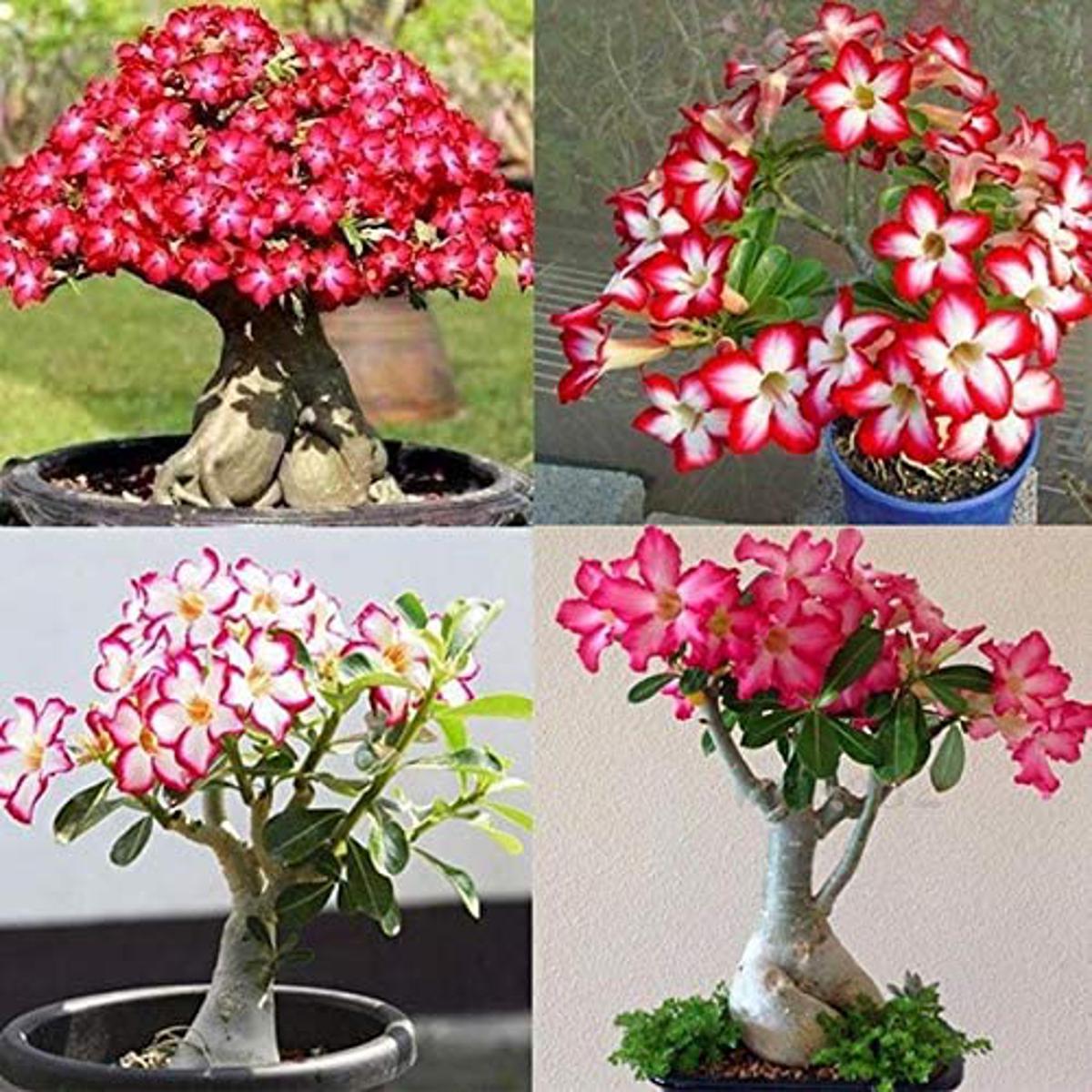 5 Pcs Bonsai Multicolor Single Petal Adenium Obseum Seeds - 5pcs