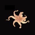 【Homesickneisi】New Realistic Sea Animals Solid Simulation Octopus Figurines ABS Actions Figures Models Collection EducationAl Toys For Children.