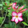 Adenium Abesham pink varity 15 piece seeds.+seeds, 90% germination rate.. 