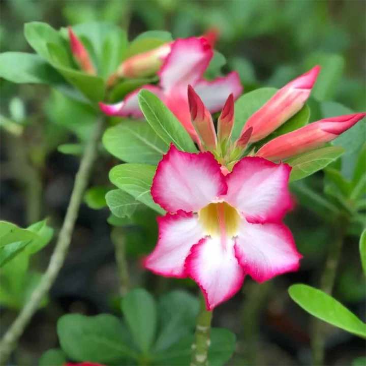 Adenium%20Abesham%20pink%20varity%2015%20piece%20seeds.+seeds,%2090%25%20germination%20rate.%20-%20Image%206