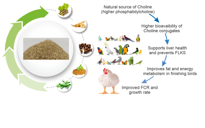 Choline Chloride Corn Cob Powder supplier Choline Chloride Corn Cob Powder supplier